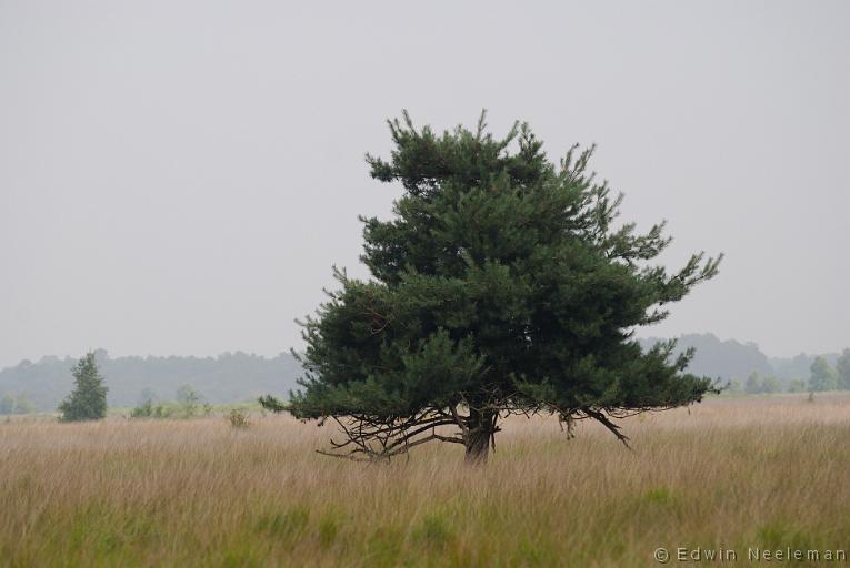 ENE-20100808-0521.jpg - Nationaal Park De Groote Peel